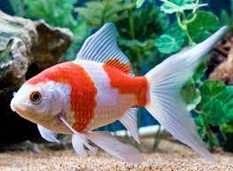 (seperti) ayam pulang ke pautan; Ikan Pulang Ke Lubuk