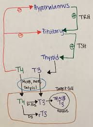 Thyroid cancer typically doesn't cause any signs or symptoms early in the disease. Thyroid Disorders