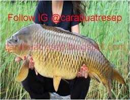 Cara membuat umpan ikan mas yang disukai indukan. Cara Membuat Umpan Putih Ikan Mas Babon Jitu Juara Lomba Galatama Resep Masakan Indonesia