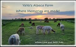Alpacas After Hours: Rewind & Unwind