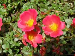 Portulaca grandiflora doppia in miscuglio (semente). Portulaca Portulaca Oleracea Piante Annuali La Coloratissima Portulaca