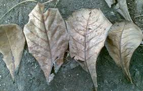 Pemeliharaan ikan cupang halfmoon yang baik. 6 Tips Cara Merawat Ikan Cupang Yang Baik Dan Benar