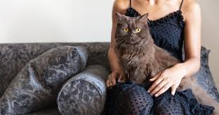 How to choose upholstery that can handle your pets | FibreGuard