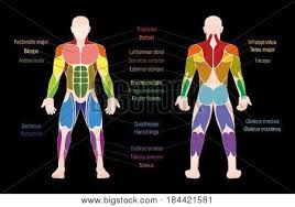 Human anatomy picture human anatomy chart human anatomy and physiology body anatomy organs human body organs human body parts human organ diagram body organs diagram. Muscle Chart Most Vector Photo Free Trial Bigstock