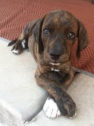 Black And White Hound Mix Puppy Baby Plott Hound Tooo Cute Hound Puppies Plott Hound Puppy Plott Hound