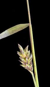 Image result for Sacciolepis indica