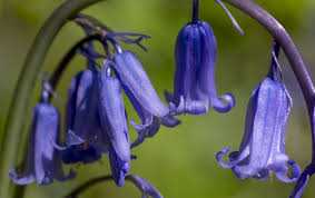 0 blue flowers perennials and annuals. Why Aren T There More Blue Flowers