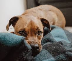 If able, we will book a surrender assessment. Surrendering Requirements Maryland Spca