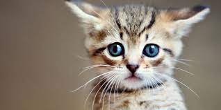 kedilerin biyiklari ne ise yarar intekno net