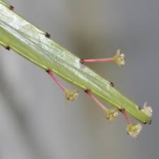 Image result for Phyllanthus muellerianus