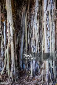 Image result for Ficus chirindensis