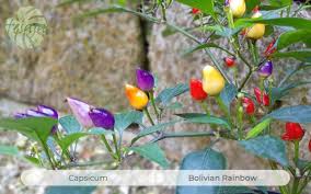 A beautiful looking plant that gets its name from the colours, purple, yellow, orange through to red. Bolivian Rainbow Fesaja Versand