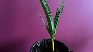 The queen palm grows just a little faster than the king palm and thrives in usda hardiness zones nine through 11. Growing Palm Trees From Seeds Sowing Windmill Plam Tree Seeds Trachycarpus Fortunei Youtube