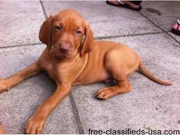 Dam is our family pet and running companion. Hungarian Vizsla Puppies For Sale Animals Alma Illinois Announcement 45227