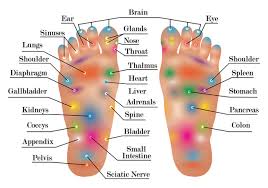 Reflexology Chart Vector Free Vector Download 384607 Cannypic