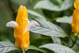 Check spelling or type a new query. Flowers In The Dominican Republic We Travel And Blog