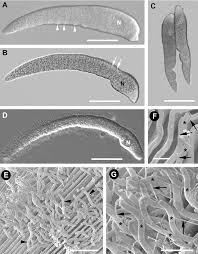 Image result for Lankesteria