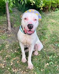 City of Buffalo Animal...