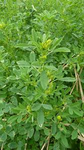 Image result for Melilotus indicus