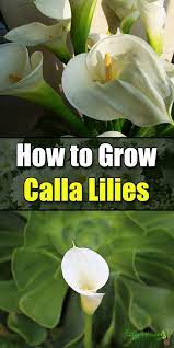 How To Grow Calla Lilies Easy Balcony Gardening Calla Lily Lily Plants Calla Lily Bulbs