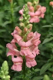 Image result for Antirrhinum