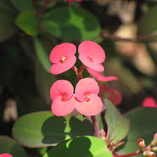 Image result for Euphorbia unicornis