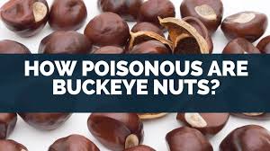 The nut has been the ohio state university's mascot since 1950. How Poisonous Are Buckeye Nuts Eat For Longer