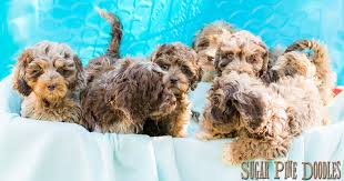Mini australian labradoodle sizes of the australian labradoodle. Best Australian Labradoodle Blog Sugar Pine Doodles Australian Labradoodles