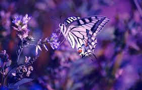 This guest post was submitted by martin gommel from the german blog photographing flowers can be one of the hardest things to do. Wallpaper Flower Photography Nature Macro Insect Butterfly Purple Flower Images For Desktop Section Makro Download