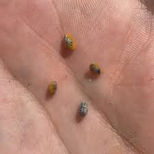 Image result for Corallocarpus schimperi