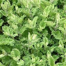 Image result for Thesium germainii