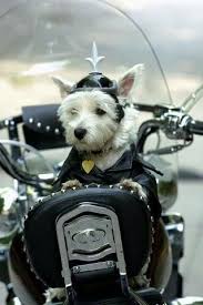 Pin By Indianapolis Southside Harley On My Style Biker Dog Westie Dogs Westie Puppies
