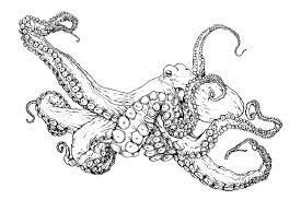 Realistic Octopus Coloring Page Giant Pacific Octopus Drawing At Getdrawings Realistic Octopus Coloring Pa Octopus Coloring Page Coloring Pages Octopus Drawing