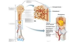 Start studying long bone labeled. Typical Long Bone Diagram Quizlet