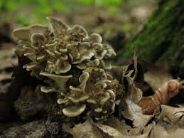 Hens Of The Woods Or Maitake Mushrooms For Me These Are The King Of The Fall Mushrooms In The Midwest I Say F Stuffed Mushrooms Wild Mushrooms Wild Foraging
