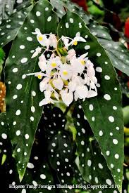Pin On Amazing Plants