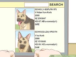 3 Ways To Read A Dogs Pedigree Wikihow