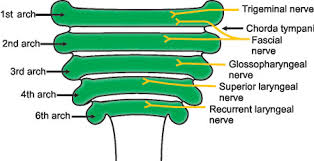 Auditory ossicles xương nhỏ thính giác. Jaypeedigital Ebook Reader