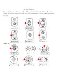 Maybe you would like to learn more about one of these? Cellular Processes Test Review Answer Key