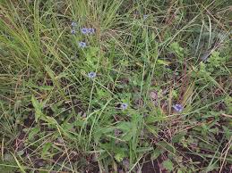 Image result for Pentanisia prunelloides