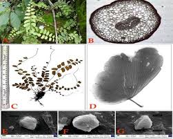 Image result for Asplenium lunulatum