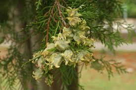 Image result for Culcasia orientalis