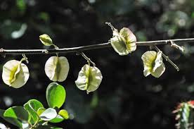 Image result for Combretum microphyllum