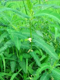 Image result for Aeschynomene indica