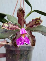 Image result for Wolffiella repanda