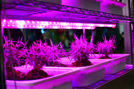 Led grow lights, as you may notice, are rendered on a flattened surface and dotted symmetrically throughout this flattened surface so that they cover it evenly. Difference Between Led Lights And Grow Lights Are Led Lights Better For Plants