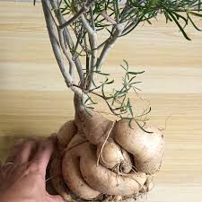 Image result for Monadenium pseudoracemosum