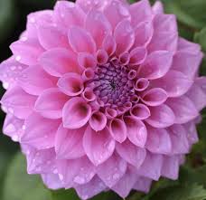 Pink Dahlia Wholesale Flowers Flowers Purple Dahlia