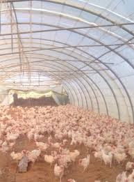 للبيع دجاج ابيض بياض تبوك