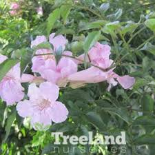 Image result for Podranea